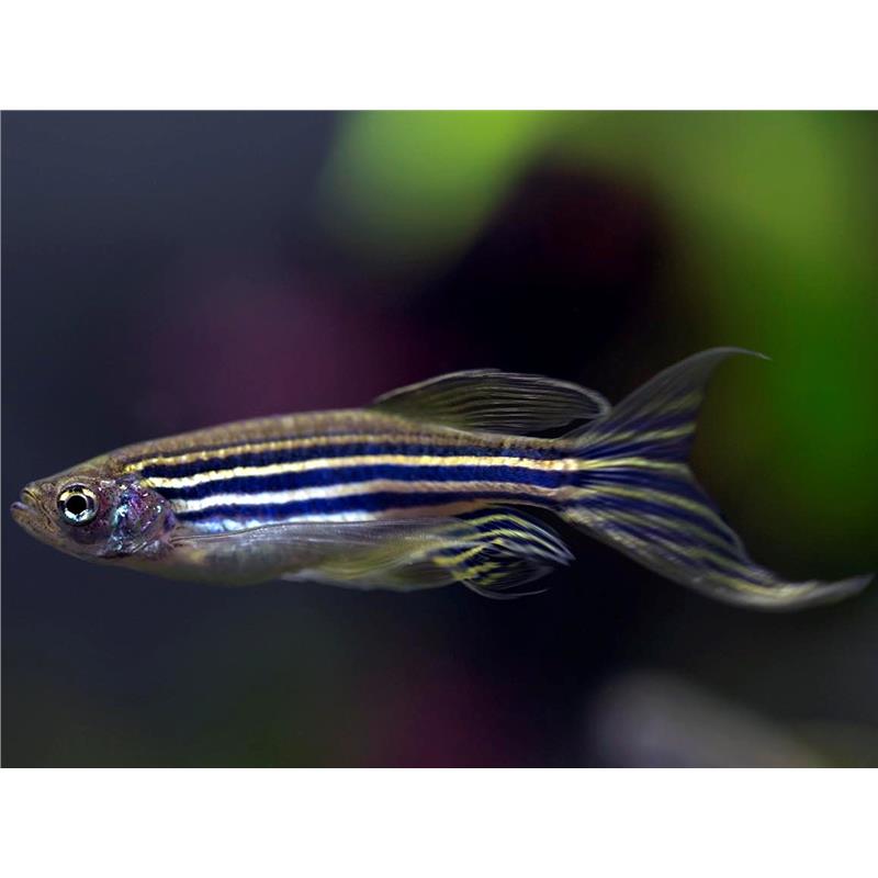 Brachydanio rerio long fin - imagine 5